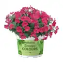 Bild 3 von GARDENLINE Mini-Petunie-Trio / Petunie