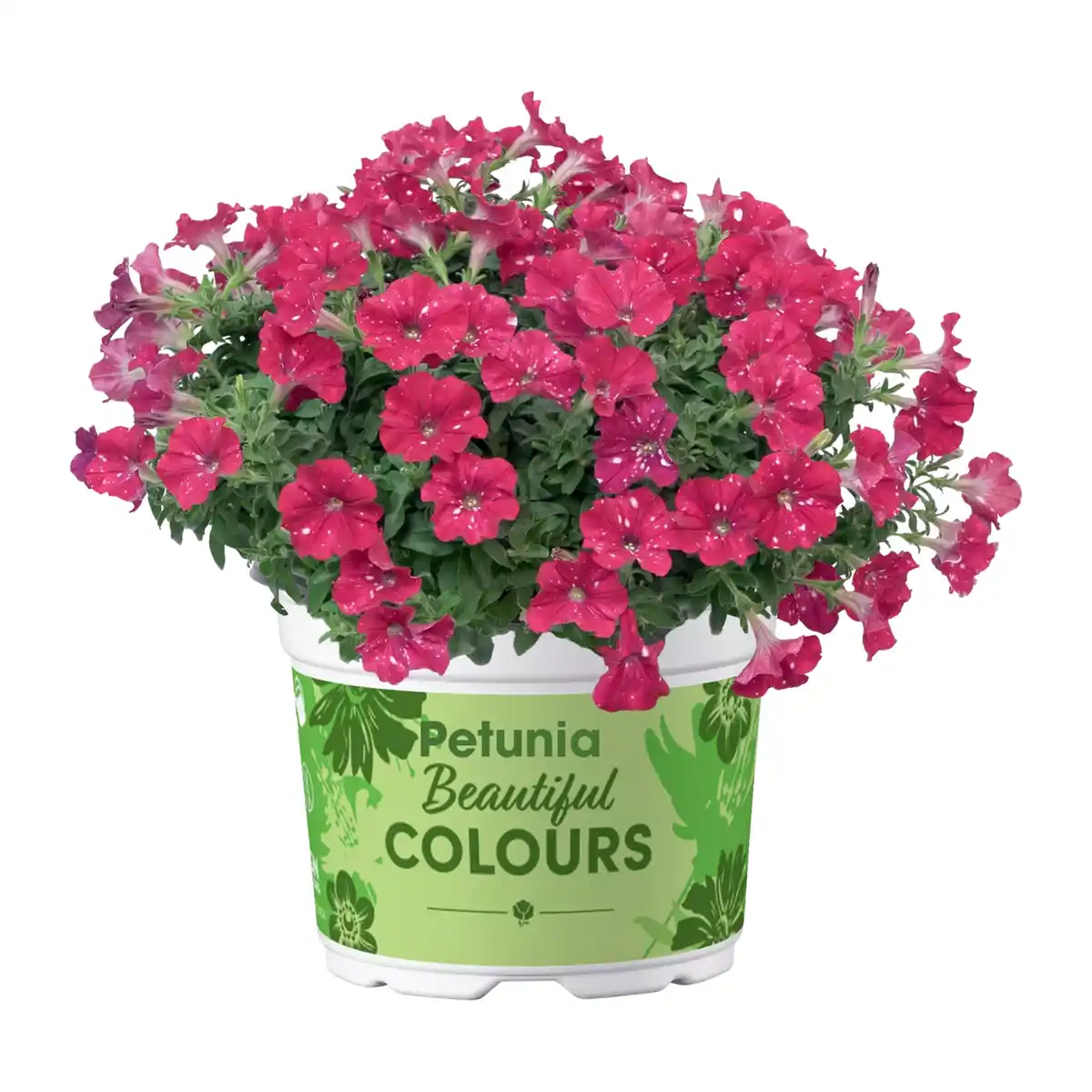 Bild 3 von GARDENLINE Mini-Petunie-Trio / Petunie