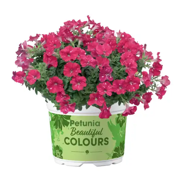 Bild 3 von GARDENLINE Mini-Petunie-Trio / Petunie