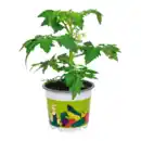 Bild 3 von GARDENLINE Gemüsepflanze