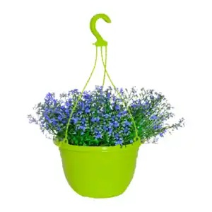 GARDENLINE Ampelpflanze