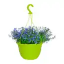 Bild 1 von GARDENLINE Ampelpflanze