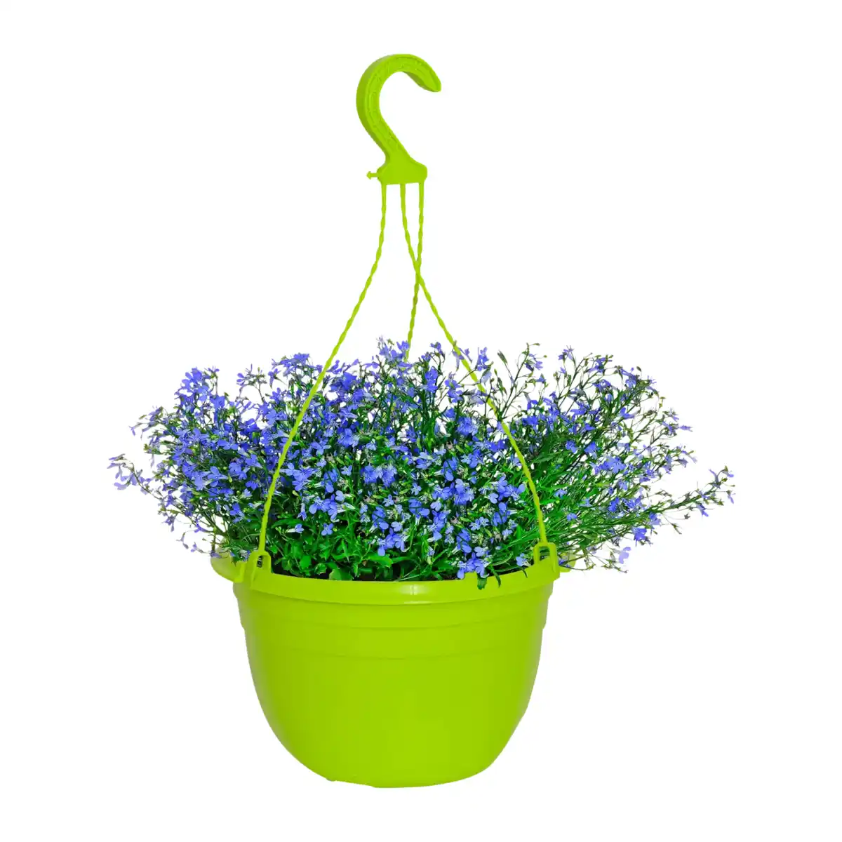 Bild 1 von GARDENLINE Ampelpflanze