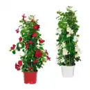 Bild 1 von GARDENLINE Dipladenia-Pyramide