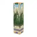 Bild 2 von GARDENLINE Pampasgras