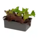 Bild 2 von GARDENLINE Gemüsepflanze in Schale