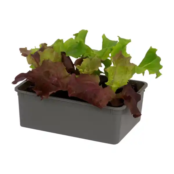 Bild 2 von GARDENLINE Gemüsepflanze in Schale