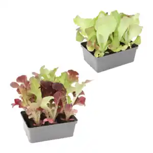 GARDENLINE Gemüsepflanze in Schale