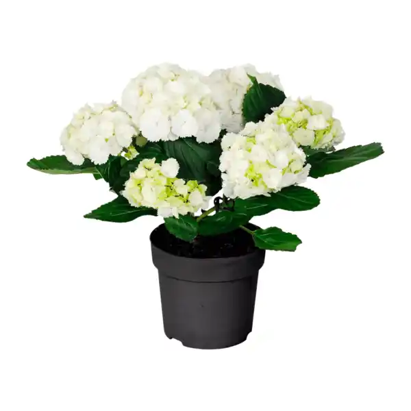 Bild 3 von GARDENLINE Hortensien-Busch