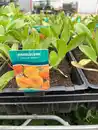 Bild 1 von Farbenfrohe Blumenbeete Ringelblume 6er-Pack