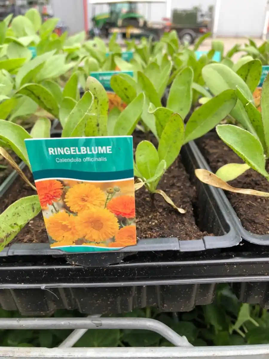 Bild 1 von Farbenfrohe Blumenbeete Ringelblume 6er-Pack