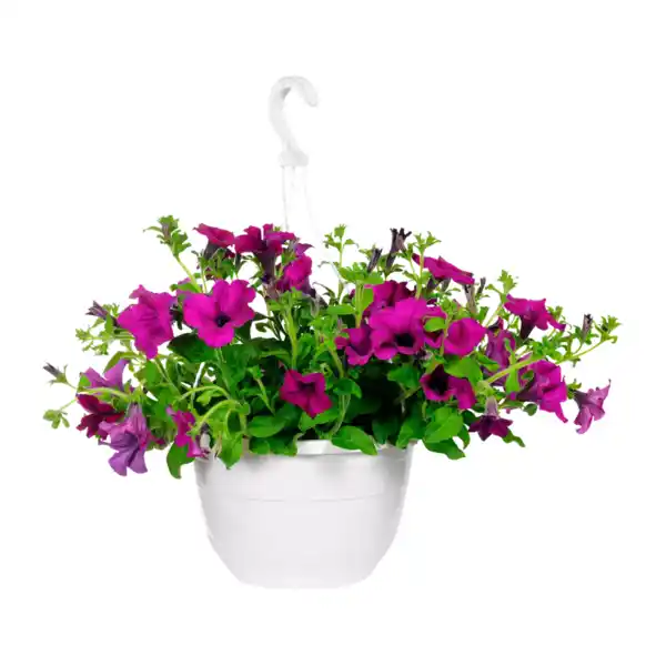 Bild 2 von GARDENLINE Ampelpflanze