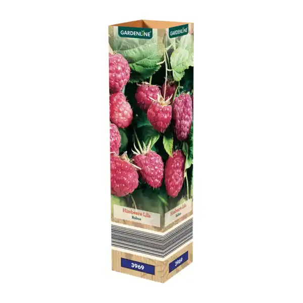 Bild 3 von GARDENLINE Himbeere