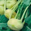 Bild 1 von Bio Salat- und Gemüsesetzlinge Kohlrabi Brassica oleracea Superschmelz 6 er Schale