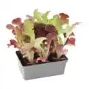 Bild 4 von GARDENLINE Gemüsepflanze in Schale