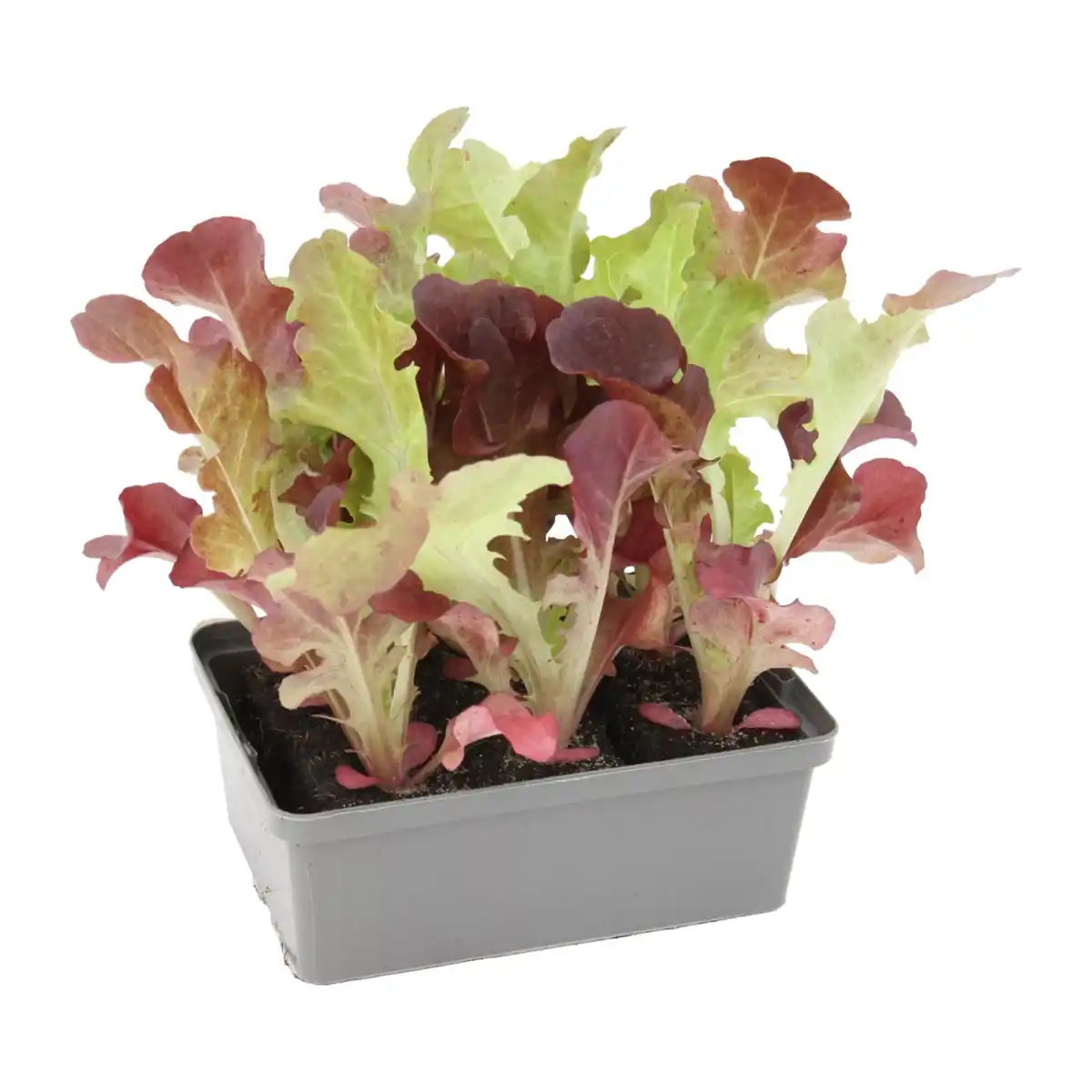 Bild 4 von GARDENLINE Gemüsepflanze in Schale