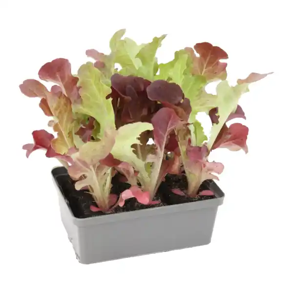 Bild 4 von GARDENLINE Gemüsepflanze in Schale