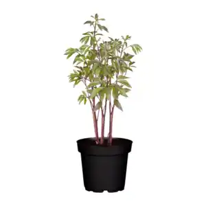 GARDENLINE Pfingstrose