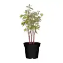 Bild 1 von GARDENLINE Pfingstrose