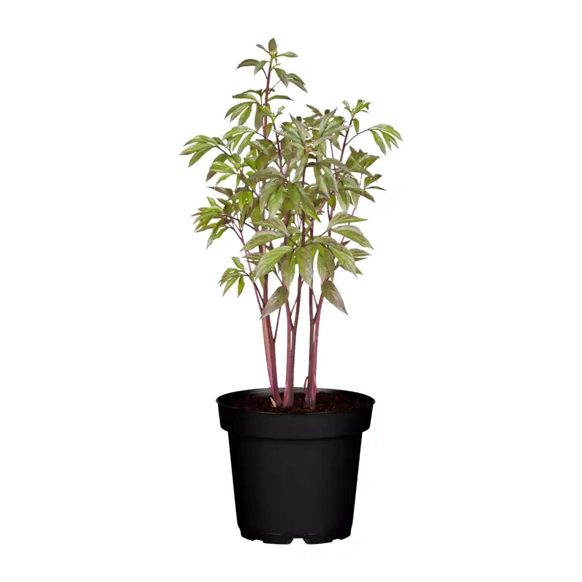 Bild 1 von GARDENLINE Pfingstrose