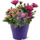 Bild 1 von Bepflanzter Terrassentopf