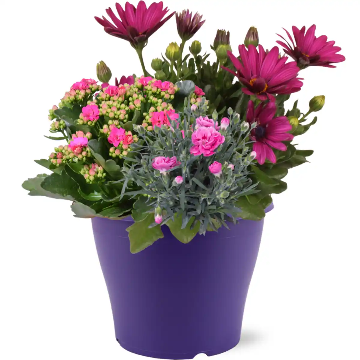 Bild 1 von Bepflanzter Terrassentopf