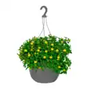 Bild 3 von GARDENLINE Ampelpflanze