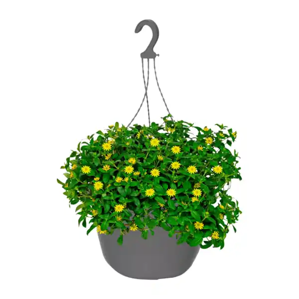 Bild 3 von GARDENLINE Ampelpflanze