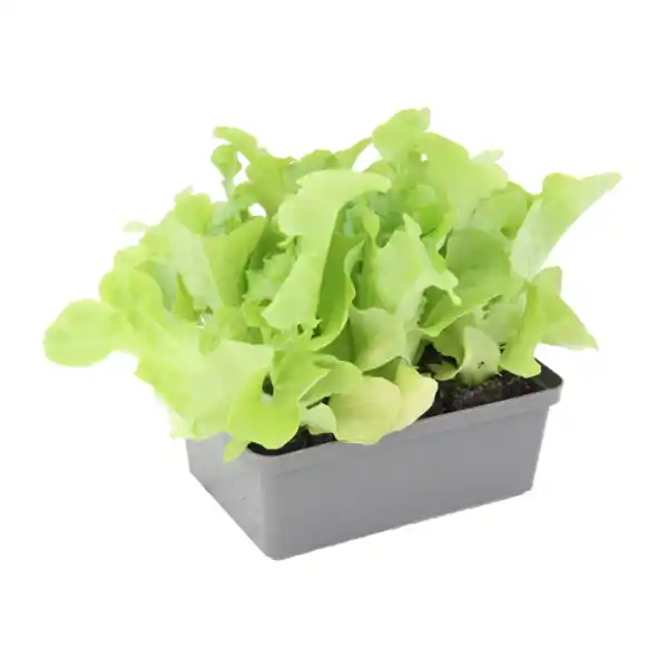 Bild 3 von GARDENLINE Gemüsepflanze in Schale