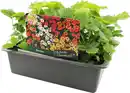 Bild 1 von Farbenfrohe Blumenbeete Zinnien 6er-Pack