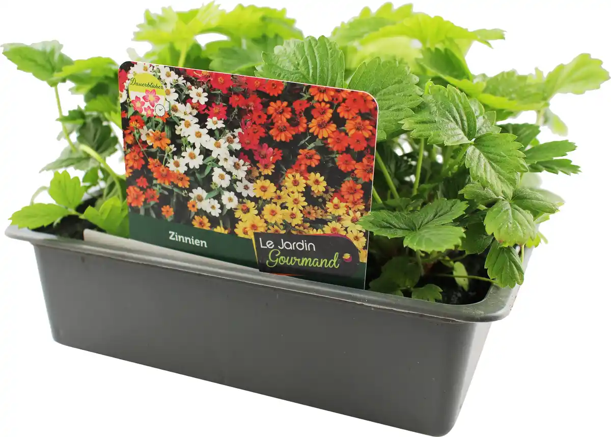 Bild 1 von Farbenfrohe Blumenbeete Zinnien 6er-Pack