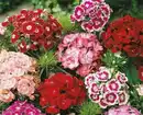 Bild 1 von Farbenfrohe Blumenbeete Bartnelke 6er-Pack