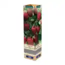 Bild 4 von GARDENLINE Himbeere