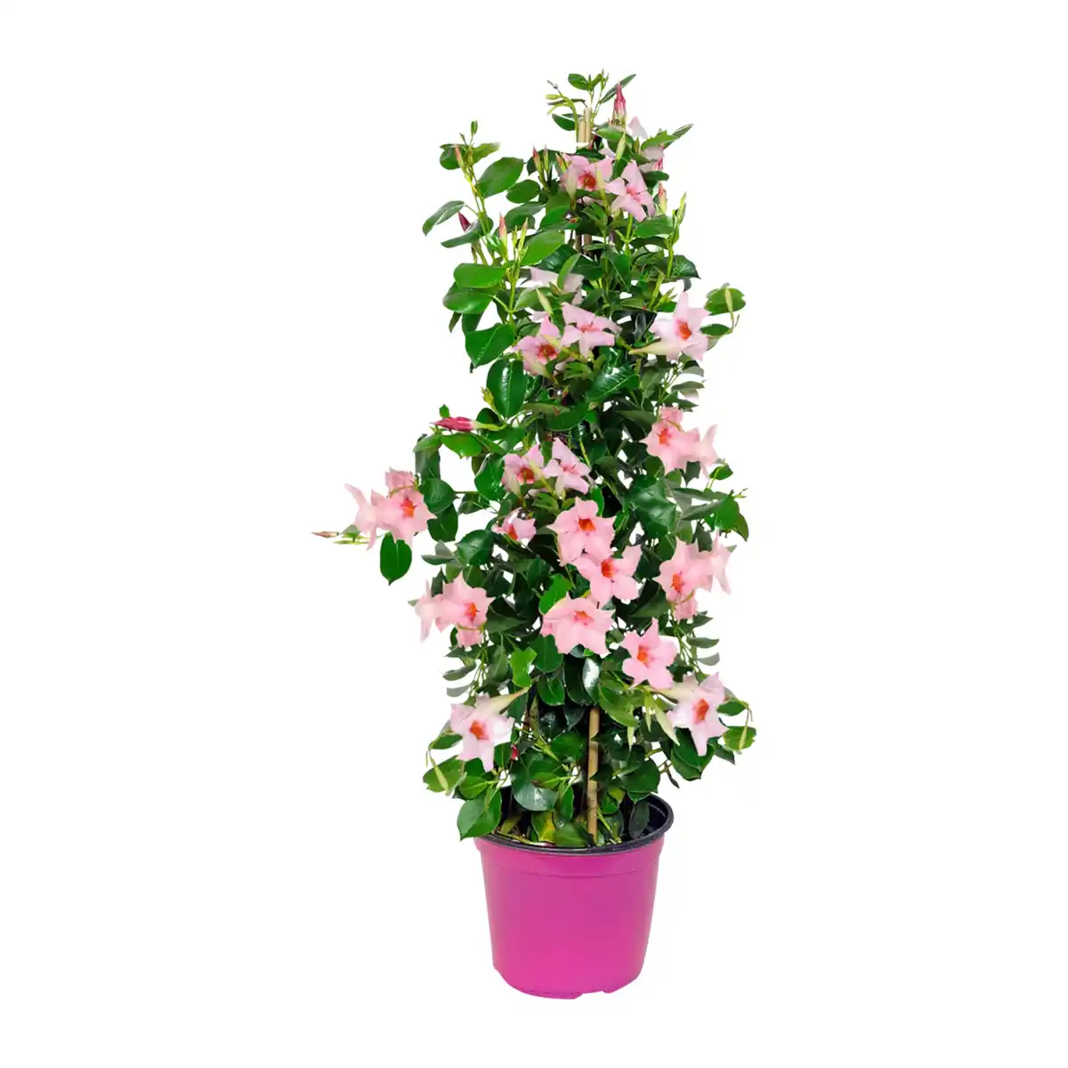 Bild 2 von GARDENLINE Dipladenia-Pyramide