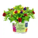 Bild 4 von GARDENLINE Mini-Petunie-Trio / Petunie