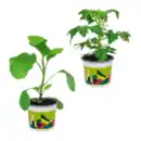 Bild 1 von GARDENLINE Gemüsepflanze