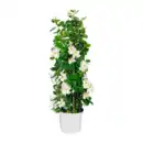 Bild 4 von GARDENLINE Dipladenia-Pyramide