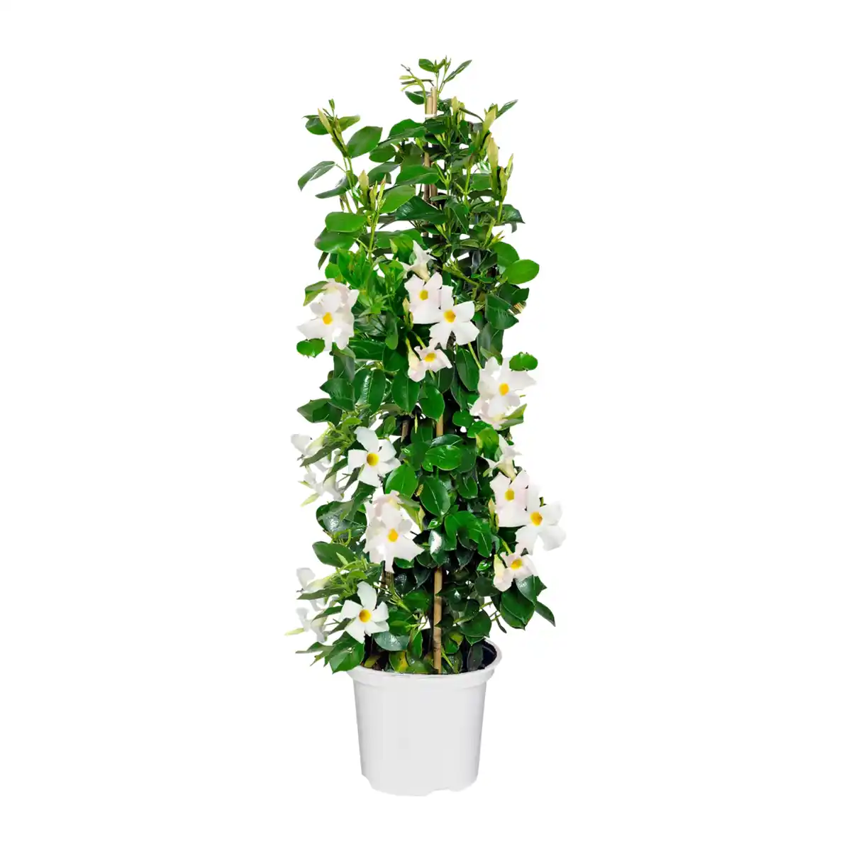 Bild 4 von GARDENLINE Dipladenia-Pyramide