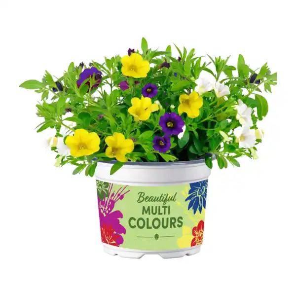 Bild 2 von GARDENLINE Mini-Petunie-Trio / Petunie