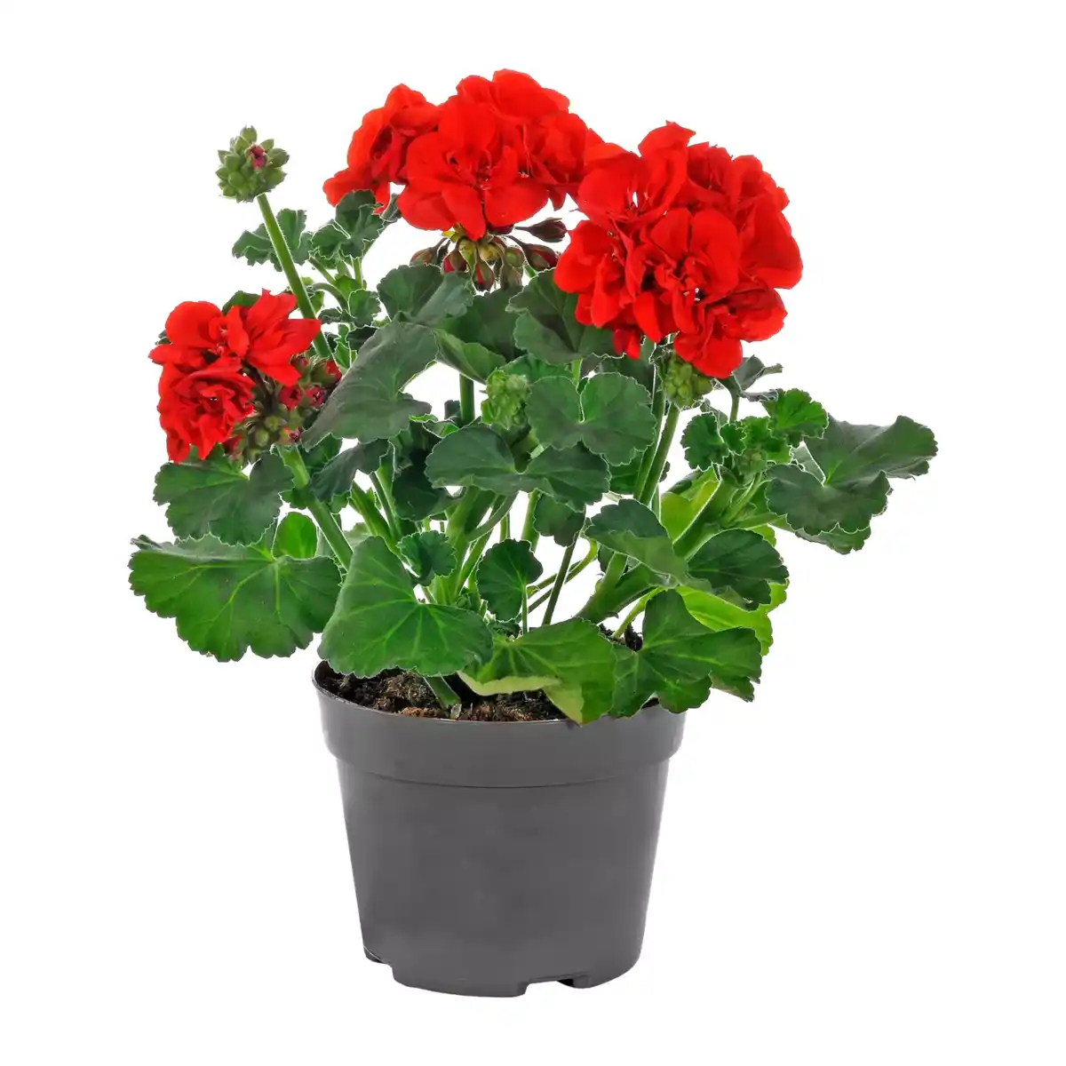 Bild 2 von GARDENLINE Geranie