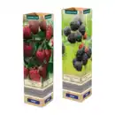 Bild 1 von GARDENLINE Himbeere