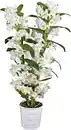 Bild 1 von Dendrobium Orchidee 2 Trieber 12 cm Topf