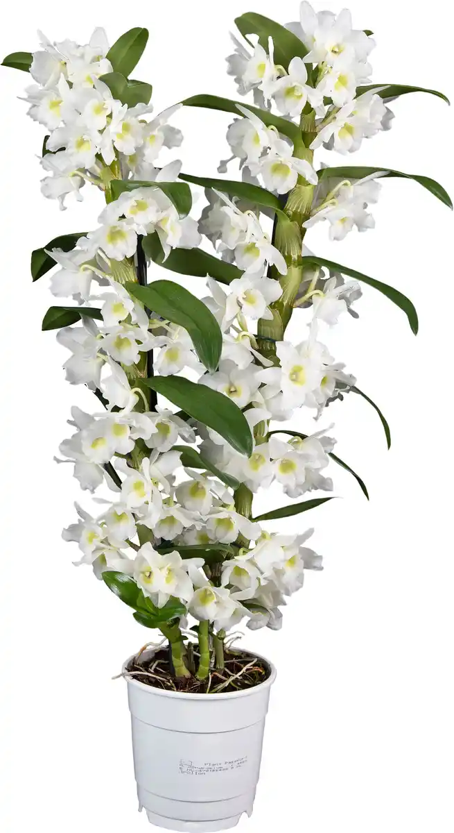 Bild 1 von Dendrobium Orchidee 2 Trieber 12 cm Topf