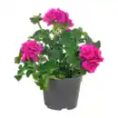 Bild 4 von GARDENLINE Geranie