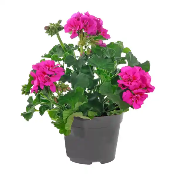 Bild 4 von GARDENLINE Geranie