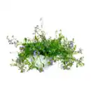 Bild 4 von GARDENLINE Ampelpflanze
