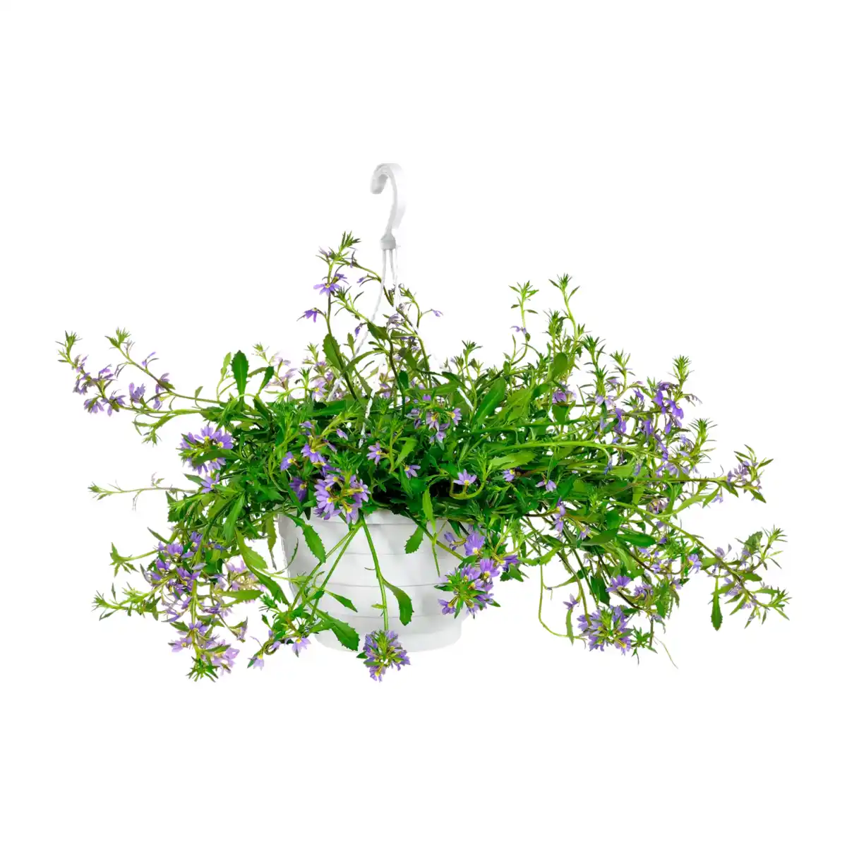 Bild 4 von GARDENLINE Ampelpflanze