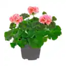 Bild 3 von GARDENLINE Geranie