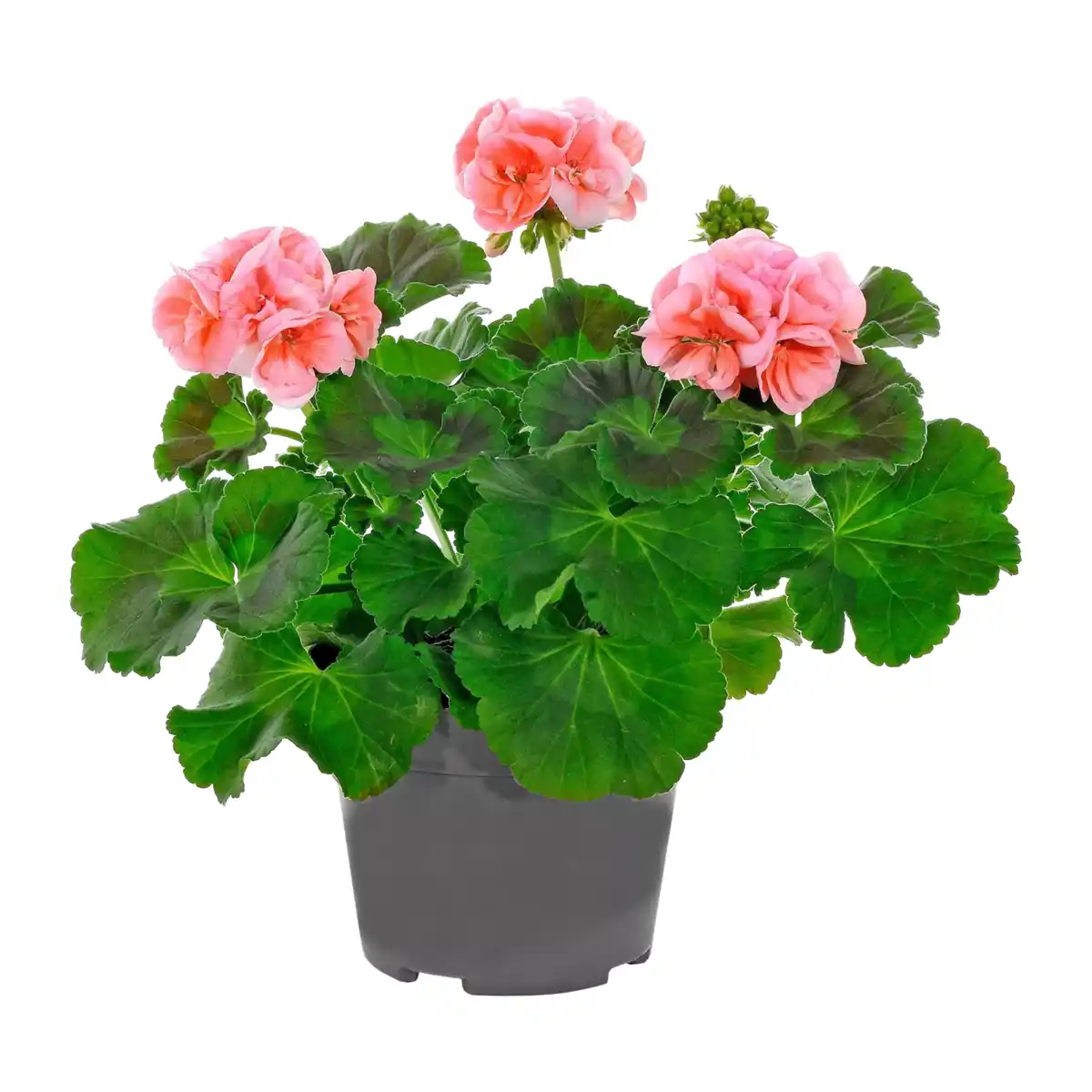 Bild 3 von GARDENLINE Geranie