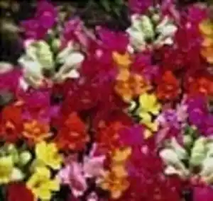 Farbenfrohe Blumenbeete Löwenmäulchen 6er-Pack